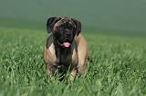 BULLMASTIFF 545